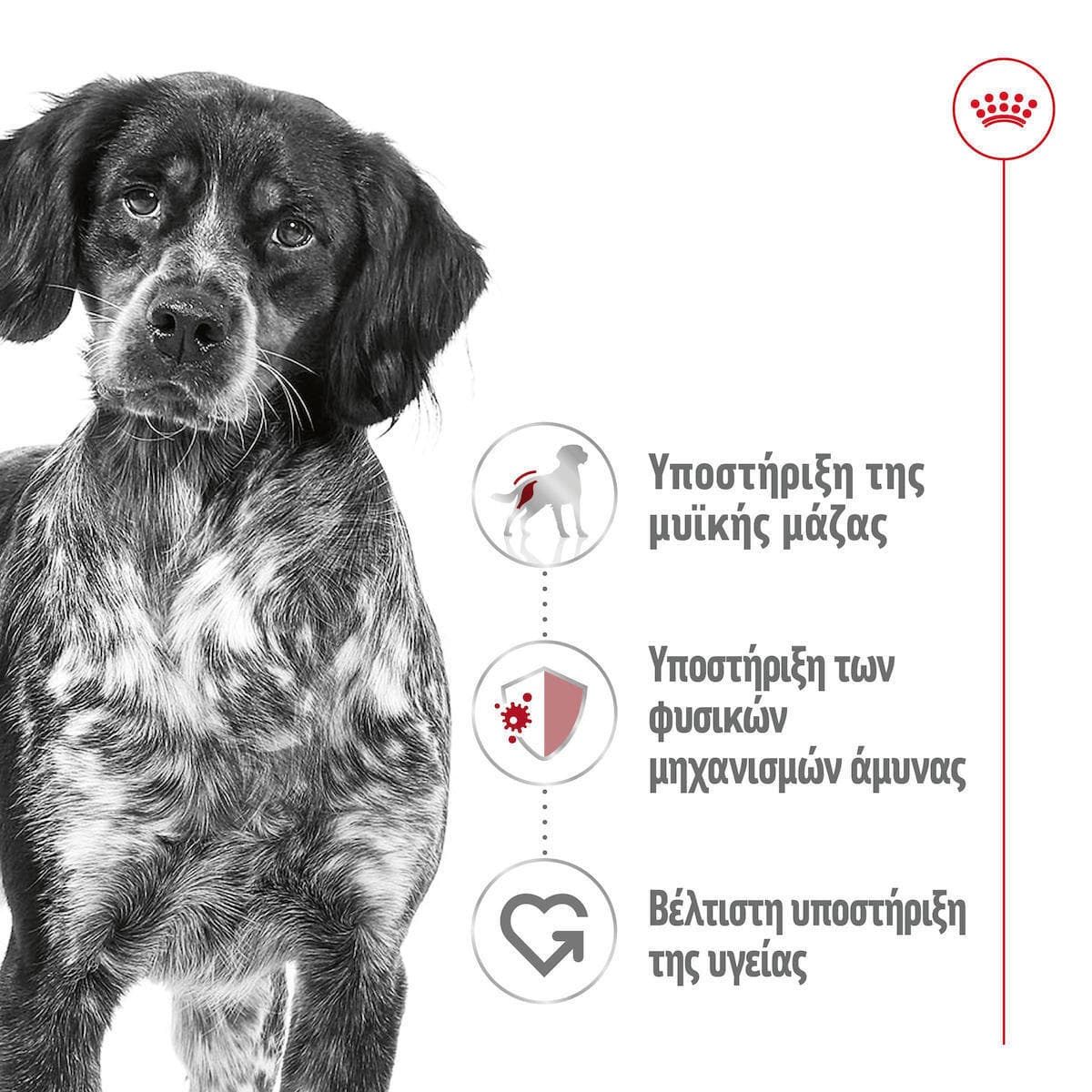 Royal Canin Medium Υγρή Τροφή Σκύλων σε Κονσέρβα Διαίτης με Κρέας 410gr 2